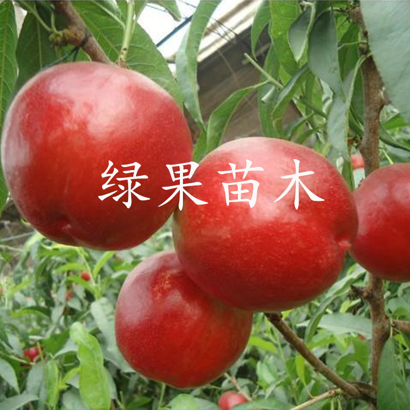早熟油桃苗世纪之星油桃苗黄肉甜油桃基地直销包成活