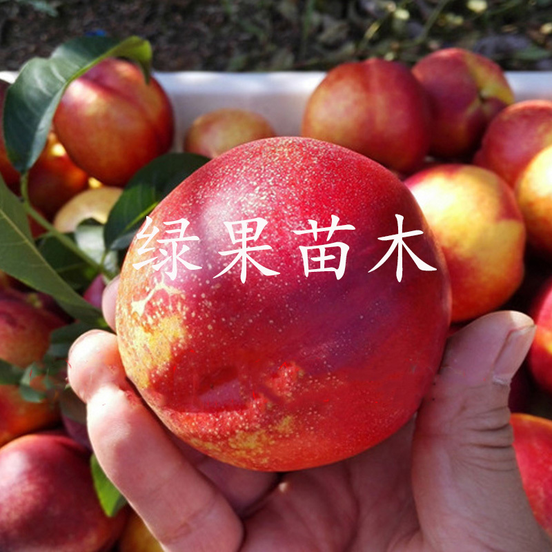 早熟油桃苗世纪之星油桃苗黄肉甜油桃基地直销包成活