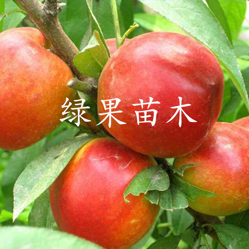 特早熟黄肉油桃树苗黄金518油桃苗基地直销包成活