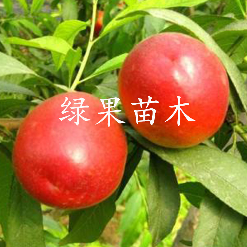 特早熟黄肉油桃树苗黄金518油桃苗基地直销包成活