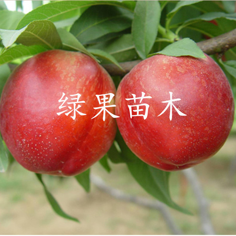 特早熟油桃苗48芽变油桃苗立夏甜黄肉油桃嫁接桃树苗