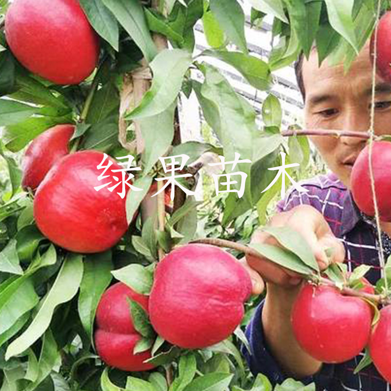 特早熟油桃苗48芽变油桃苗立夏甜黄肉油桃嫁接桃树苗
