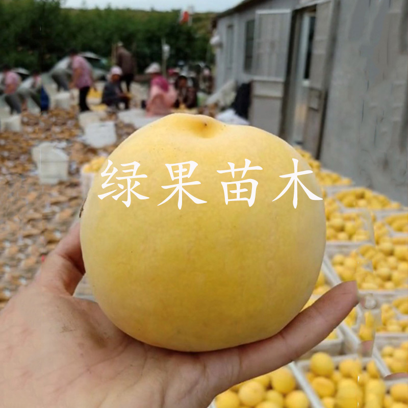 黄桃苗新品种黄金蜜4号桃苗锦绣黄桃树苗黄金冠桃树苗