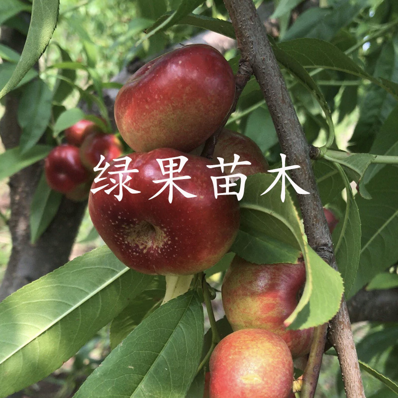 特早熟油蟠明月油蟠桃苗36-3油蟠嫁接桃树苗