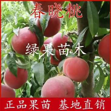 特早熟桃苗春晓桃苗美脆桃嫁接桃树苗南方北方种植