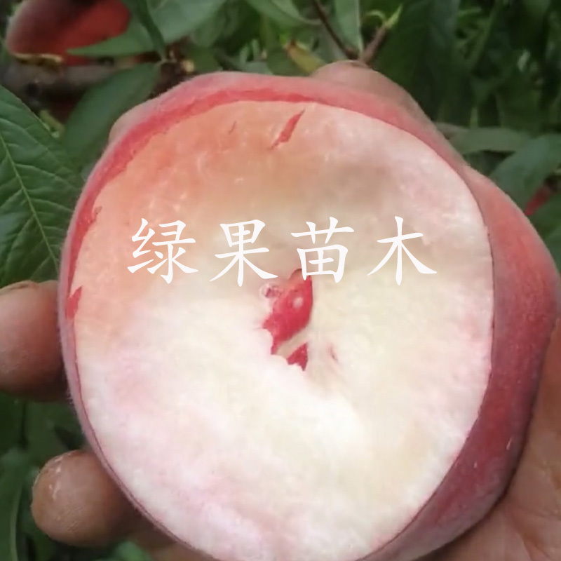 特早熟桃苗春晓桃苗美脆桃嫁接桃树苗南方北方种植
