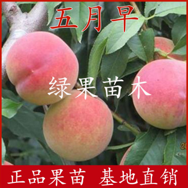 桃树苗五月早甜而不软早甜露桃苗嫁接桃树苗脆甜