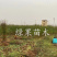 桃树苗五月早甜而不软早甜露桃苗嫁接桃树苗脆甜
