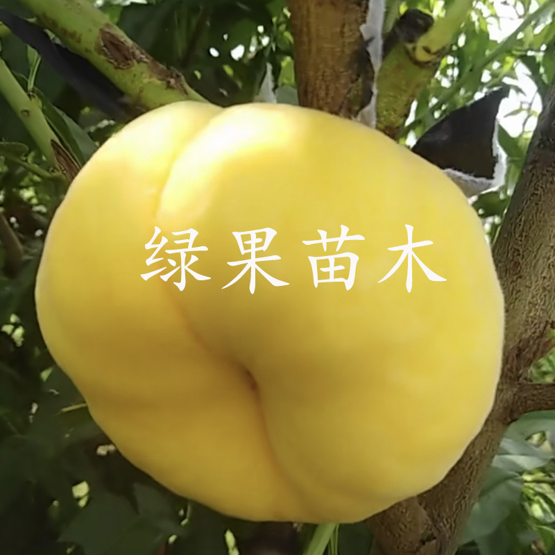 黄金蟠桃苗中蟠21中蟠101蟠桃苗毛蟠桃树苗基地发