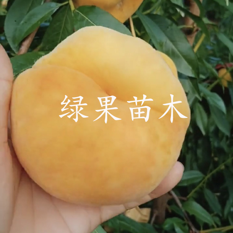 黄金蟠桃苗中蟠21中蟠101蟠桃苗毛蟠桃树苗基地发