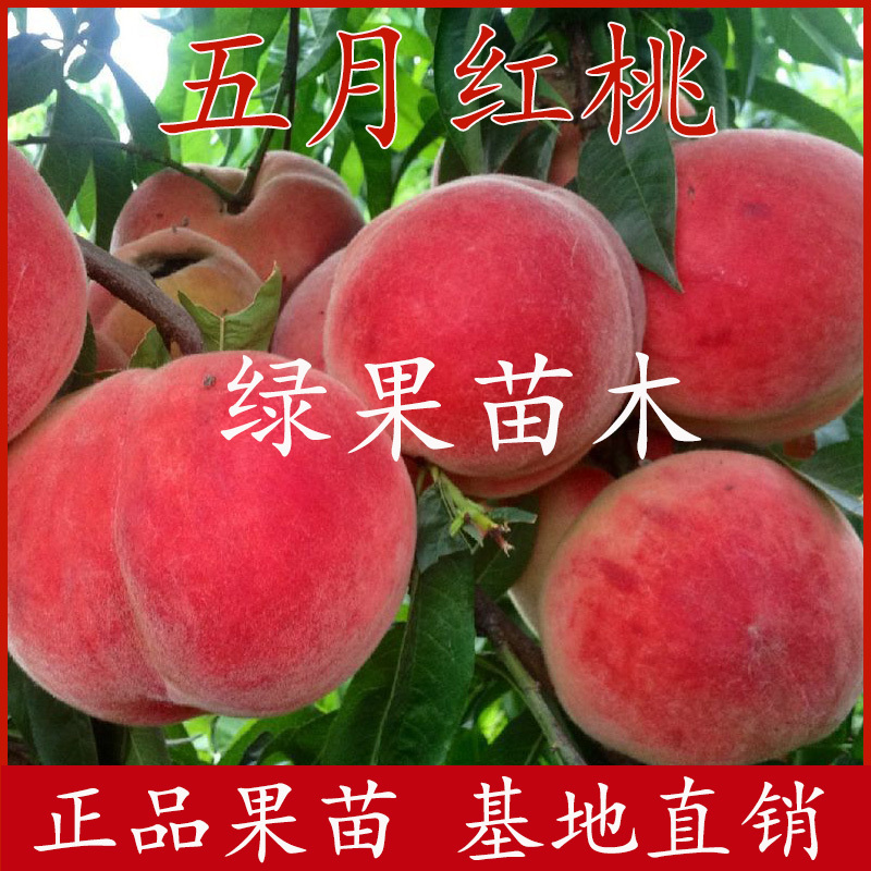 超早熟桃树苗新品种五月红巨王桃嫁接果树苗基地直销