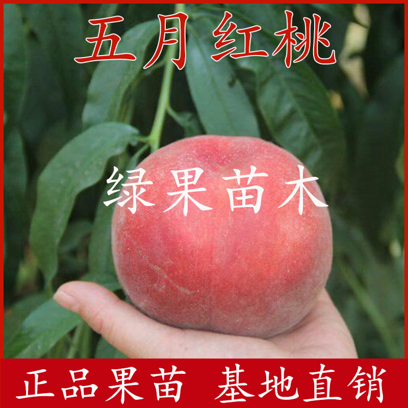 超早熟桃树苗新品种五月红巨王桃嫁接果树苗基地直销