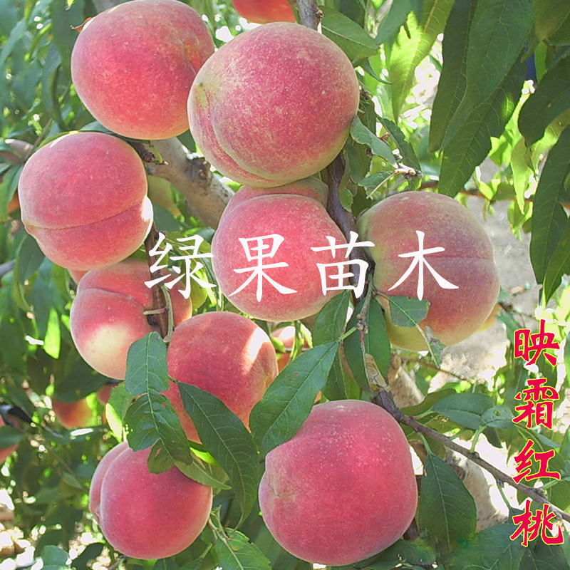 映霜红桃树苗嫁接桃苗冬雪蜜桃苗晚熟冬桃苗基地直销