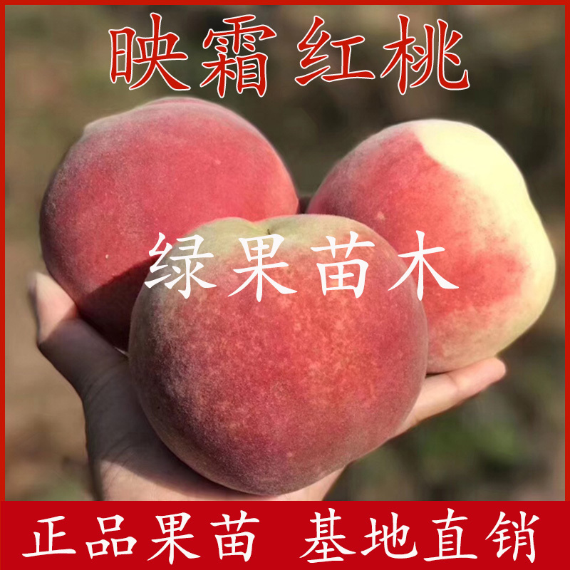 映霜红桃树苗嫁接桃苗冬雪蜜桃苗晚熟冬桃苗基地直销