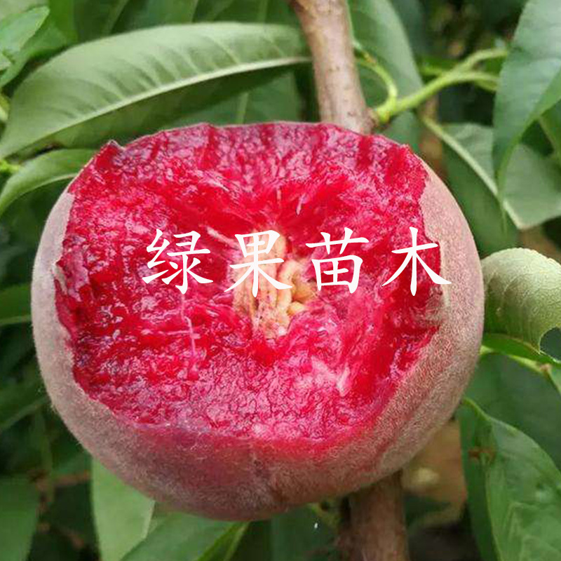 血桃树苗贵妃血桃苗嫁接果树苗南方北方种植基地直销