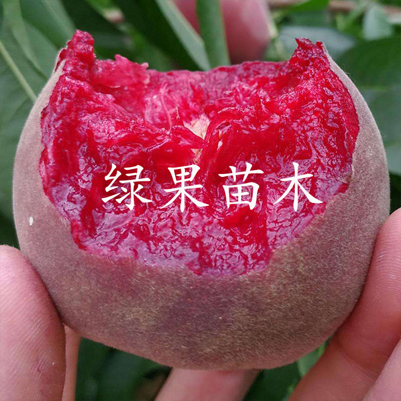 血桃树苗贵妃血桃苗嫁接果树苗南方北方种植基地直销
