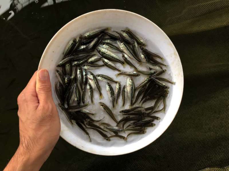 【荐】鲈鱼苗加州鲈鱼苗淡水鲈鱼苗黑鲈鱼苗全国供应