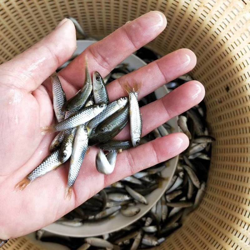 【荐】鲈鱼苗加州鲈鱼苗淡水鲈鱼苗黑鲈鱼苗全国供应