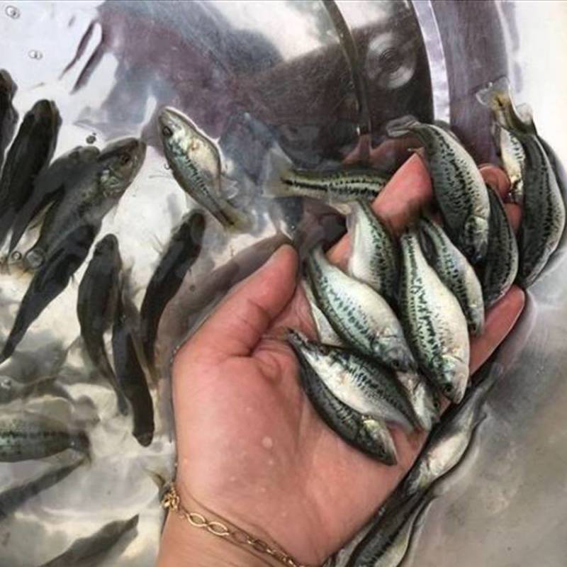 【荐】鲈鱼苗加州鲈鱼苗淡水鲈鱼苗黑鲈鱼苗全国供应