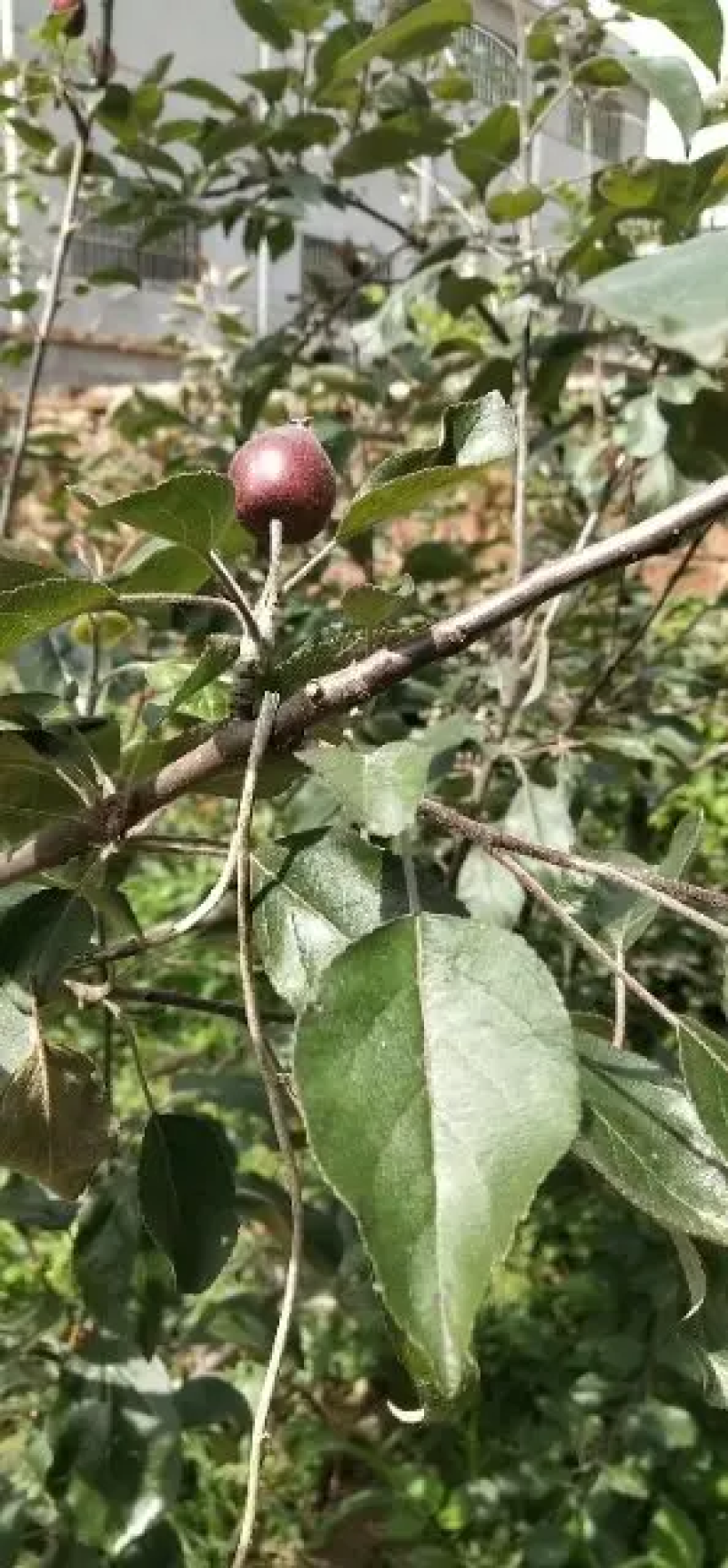 苹果苗山东苹果苗【苹果树苗绿帅花牛品种全】可视频看苗