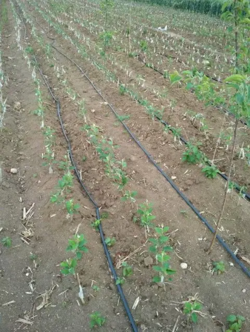 苹果苗山东苹果苗【苹果树苗绿帅花牛品种全】可视频看苗