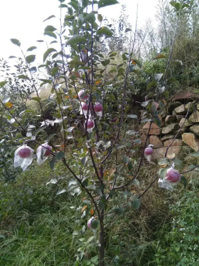 苹果苗山东苹果苗【苹果树苗绿帅花牛品种全】可视频看苗