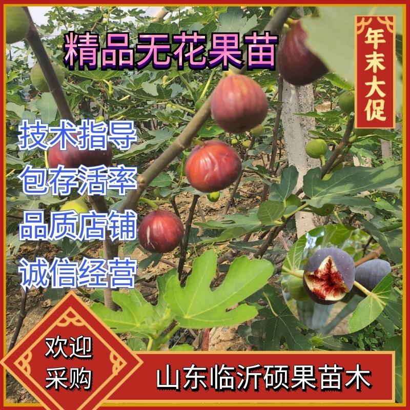 无花果树苗新品种波姬红盆栽地栽庭院南北方种植四季当年挂果