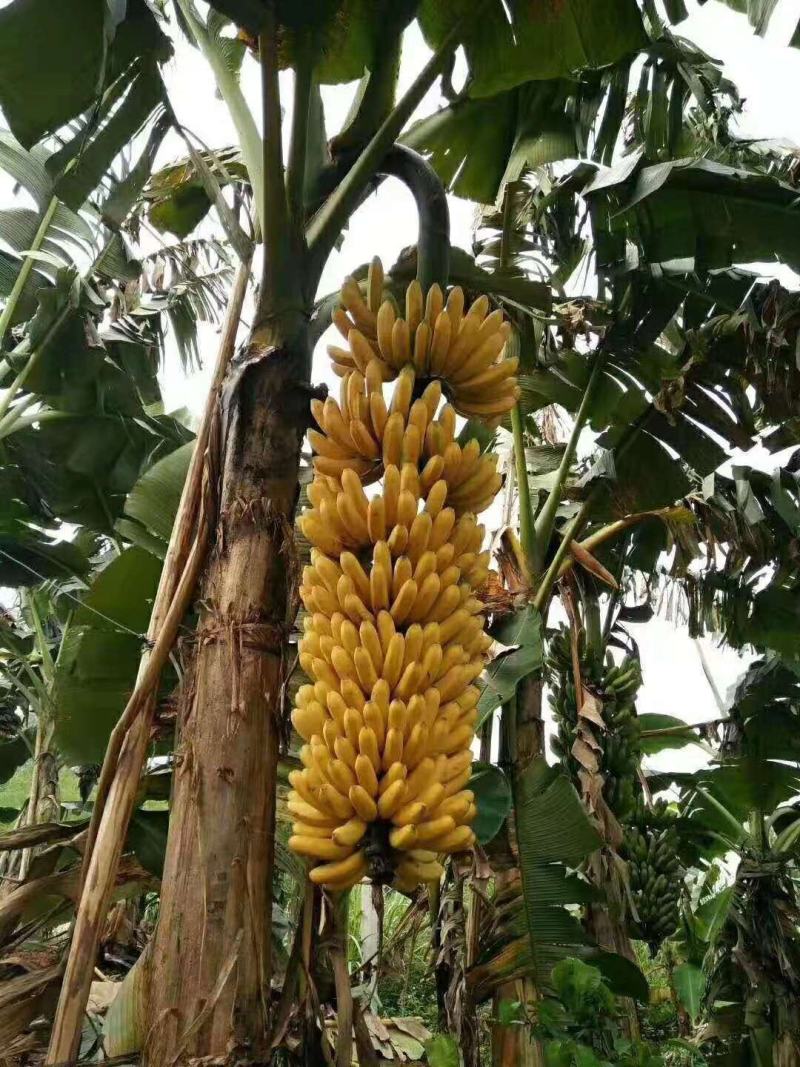 香蕉苗中蕉9号，粉蕉苗，红香蕉苗基地直接发货量大价优包邮