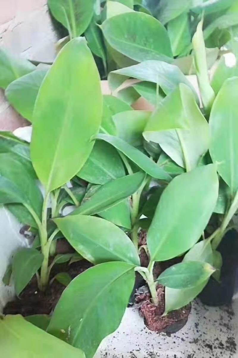 香蕉苗中蕉9号，粉蕉苗，红香蕉苗基地直接发货量大价优包邮