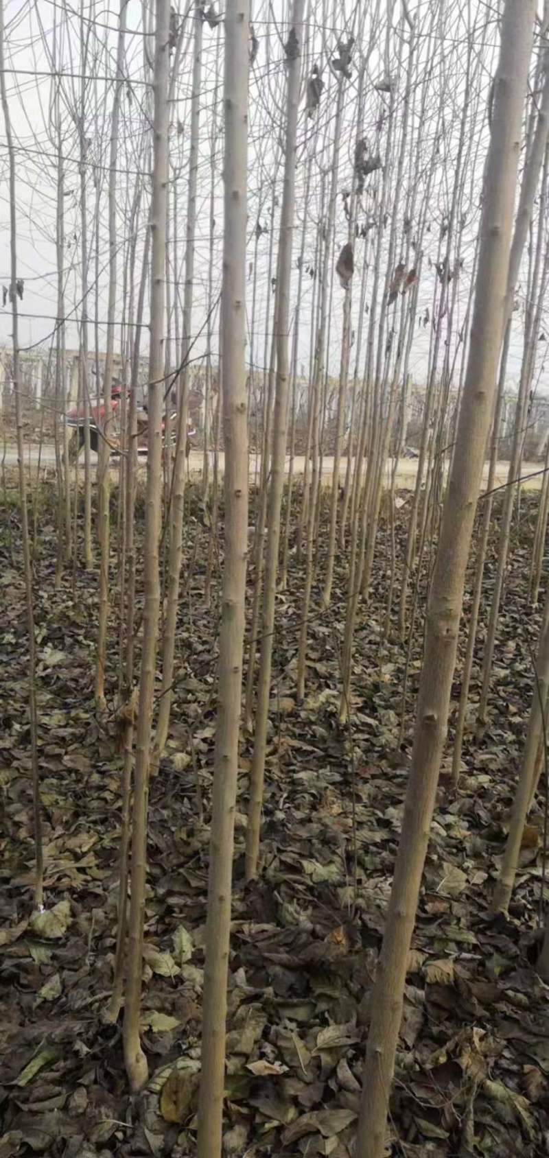 【热销】杜仲树苗杜仲树胶树中药材苗木杜仲苗绿化苗木经济林