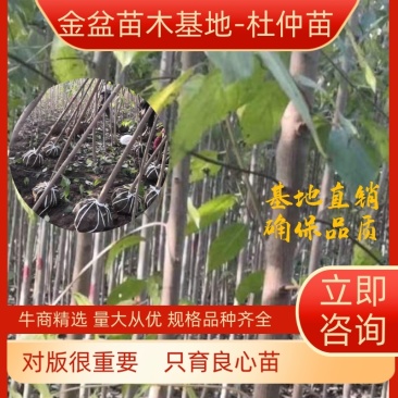【热销】杜仲树苗杜仲树胶树中药材苗木杜仲苗绿化苗木经济林