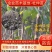 【热销】杜仲树苗杜仲树胶树中药材苗木杜仲苗绿化苗木经济林