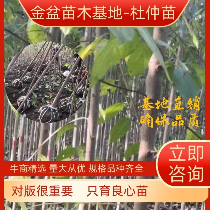 【热销】杜仲树苗杜仲树胶树中药材苗木杜仲苗绿化苗木经济林