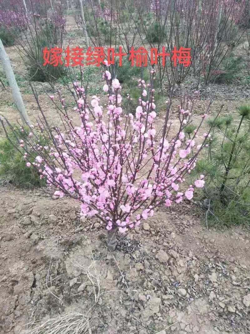 【牛商精选】榆叶梅嫁接梅花树苗榆叶梅红梅杏梅美人梅盆栽