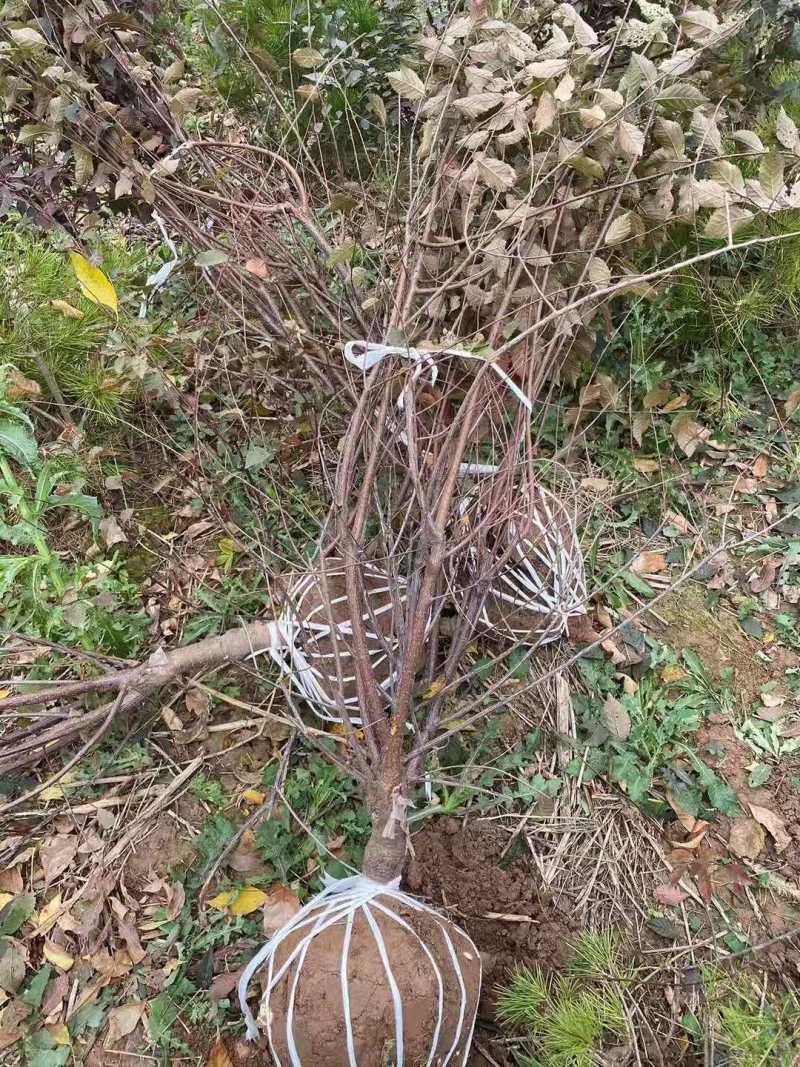 【牛商精选】榆叶梅嫁接梅花树苗榆叶梅红梅杏梅美人梅盆栽
