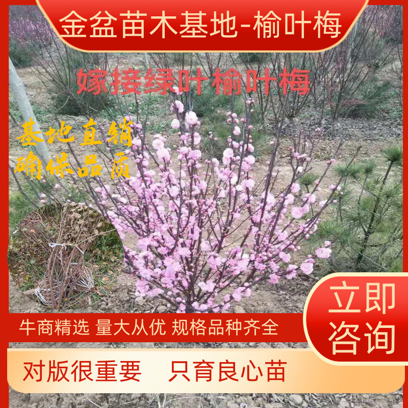 【牛商精选】榆叶梅嫁接梅花树苗榆叶梅红梅杏梅美人梅盆栽