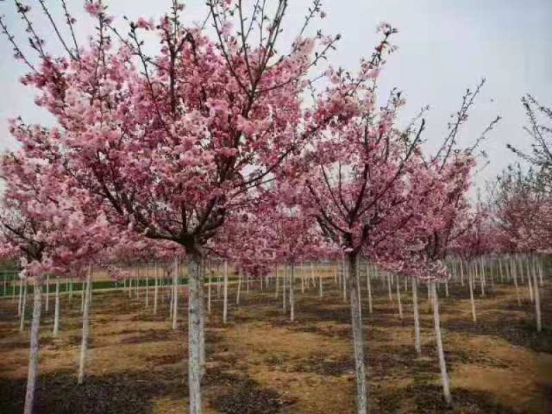 【正宗】樱花树苗南方种植庭院绿化树苗当年开花日本樱花树苗