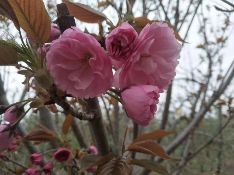 【正宗】樱花树苗南方种植庭院绿化树苗当年开花日本樱花树苗