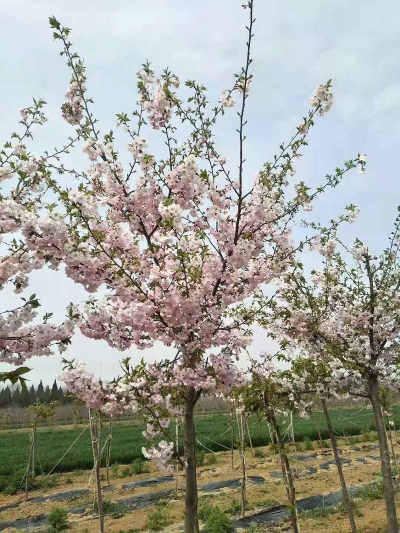 【正宗】樱花树苗南方种植庭院绿化树苗当年开花日本樱花树苗