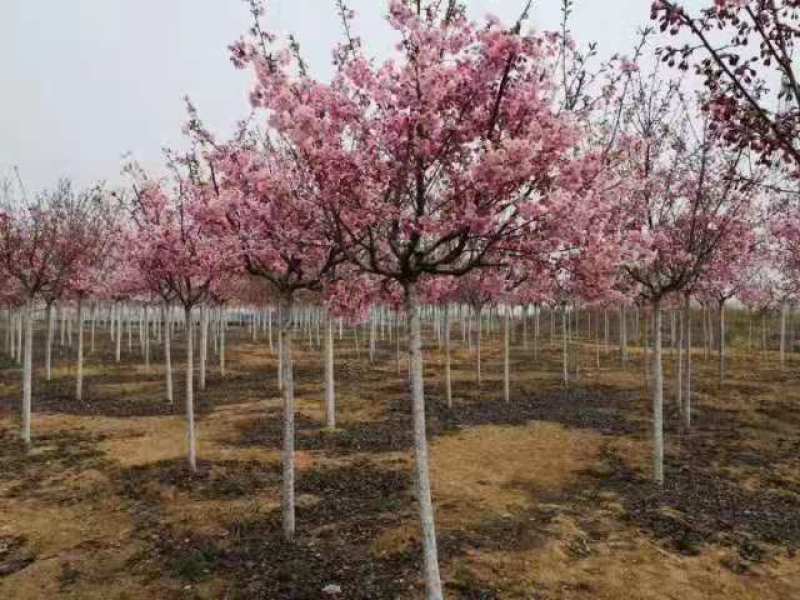 【正宗】樱花树苗南方种植庭院绿化树苗当年开花日本樱花树苗