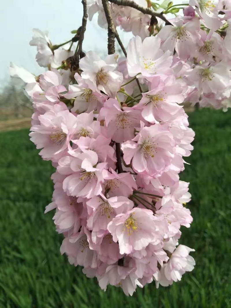 【正宗】樱花树苗南方种植庭院绿化树苗当年开花日本樱花树苗