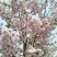 【正宗】樱花树苗南方种植庭院绿化树苗当年开花日本樱花树苗