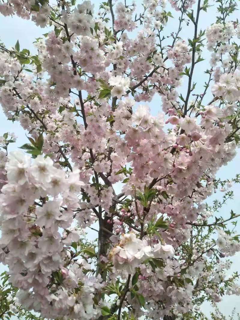 【正宗】樱花树苗南方种植庭院绿化树苗当年开花日本樱花树苗