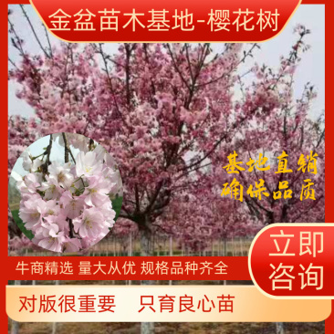 【正宗】樱花树苗南方种植庭院绿化树苗当年开花日本樱花树苗