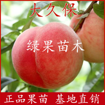 果树苗大久保桃苗嫁接桃树苗现挖现发基地直销包活