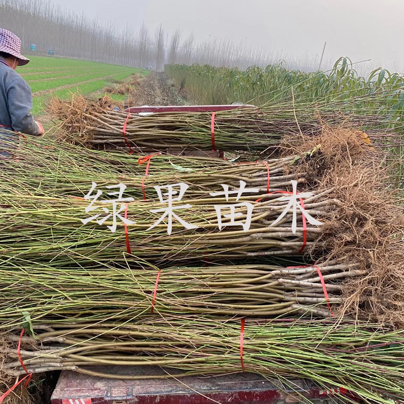 果树苗大久保桃苗嫁接桃树苗现挖现发基地直销包活