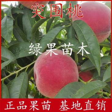 桃苗突围桃苗嫁接桃树苗早熟品种基地直销