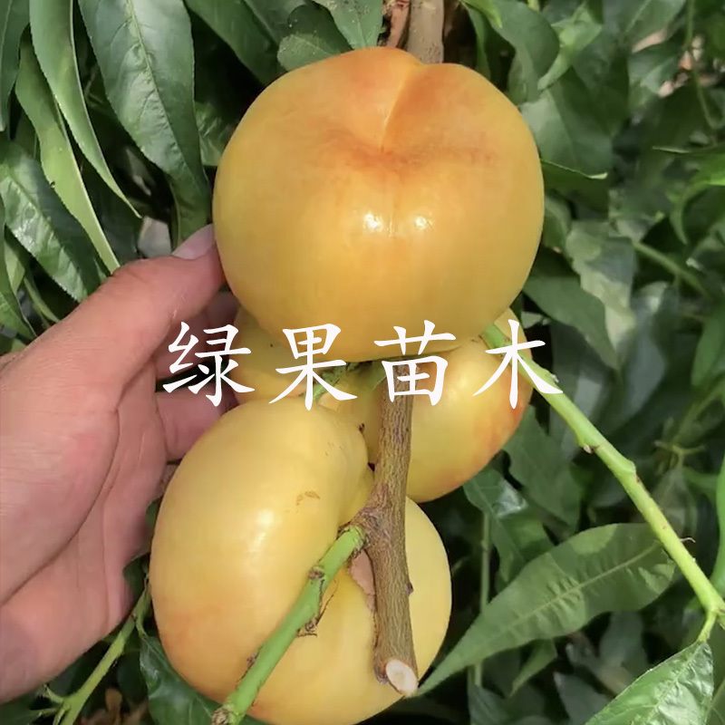 油蟠7-7桃苗36-5油蟠桃苗嫁接桃树苗