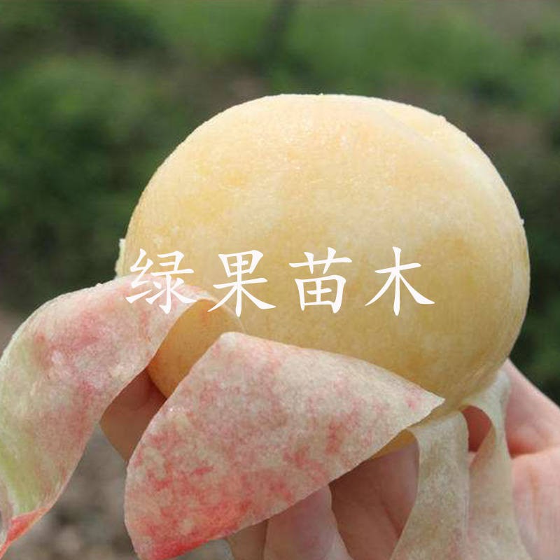 果树苗阳山水蜜桃苗雨花露湖景蜜露嫁接苗基地直销