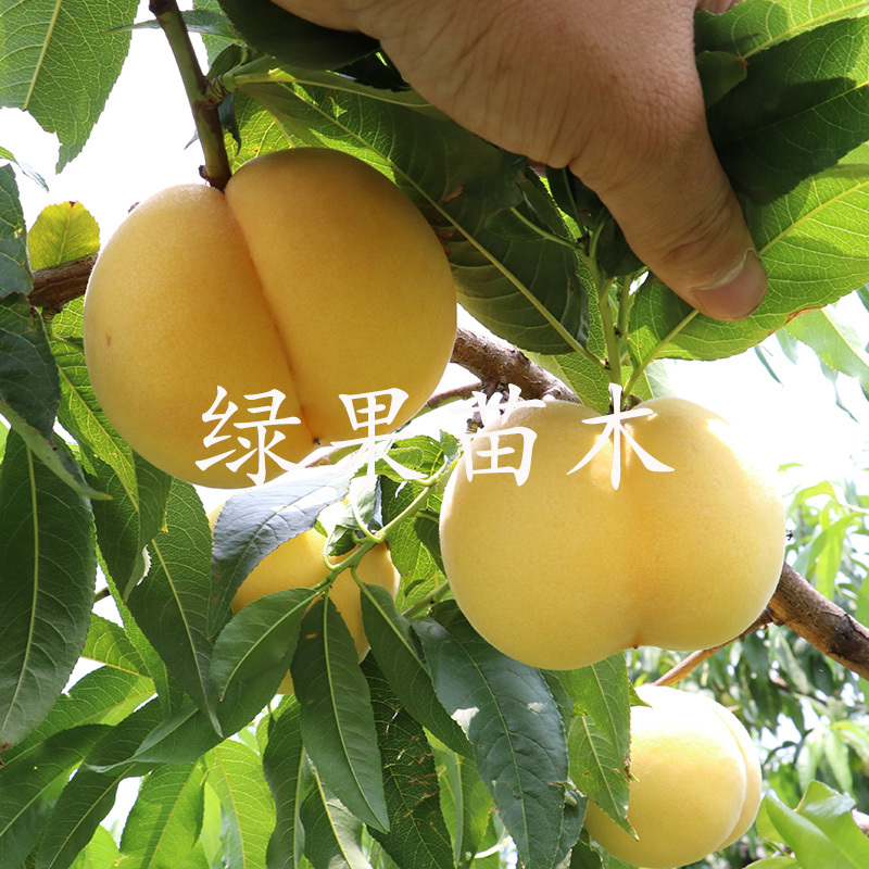 早熟黄桃苗五月金灿锦春锦香黄桃苗黄金蜜0桃树苗